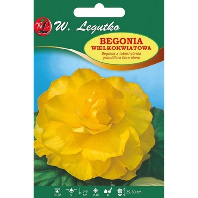 Begonia bulwiasta wielkokwiatowa żółty 1 szt. -...