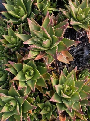 ALOE MITRIFORMIS, PERFOLIATA , p10