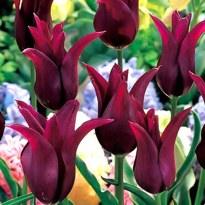 TULIPAN BURGUNDY CEBULE 5 SZTUK TULIPANA.