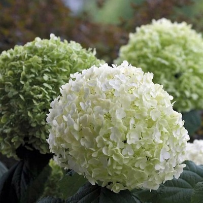 HYDRANGEA 'STRONG ANNABELLE' HORTENSJA DRZEWIASTA