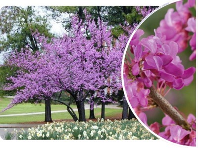 JUDASZOWIEC 'Cercis canadensis' KANADYJSKI