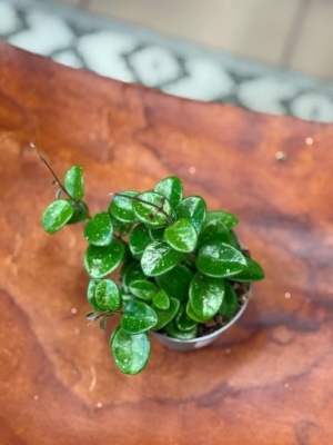 Hoya Hoja Mathilde DØ9cm