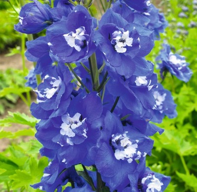 OSTRÓŻKA Jupiter Blue ~ Niebieska