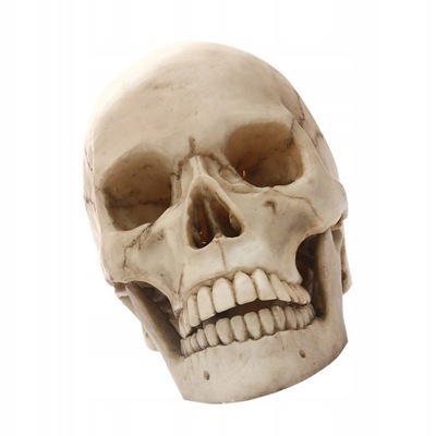 Żywiczny model czaszki nauczanie szkieletu