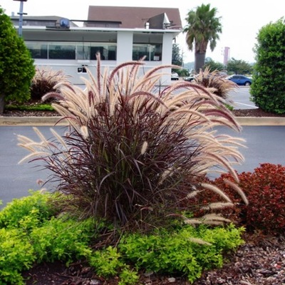 ROZPLENICA RUBRUM ~ OGNISTO CZERWONA ~ sadzonka