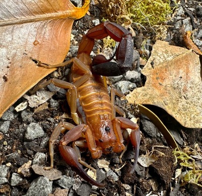 SKORPION HETEROCTENUS JUNCEUS I3
