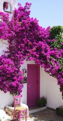 Lagerstroemia bez południa Lagerstremia FIOLETOWA SADZONKA