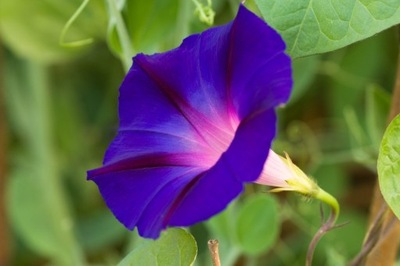 Ipomoea Purpurea Wilec Purpurowy Pnącze