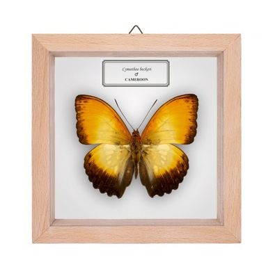Motyl w gablotce Cymothoe beckeri