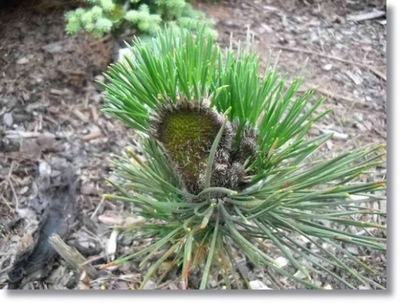 Pinus thunbergii 'Ogi' - RARYTAS !!!