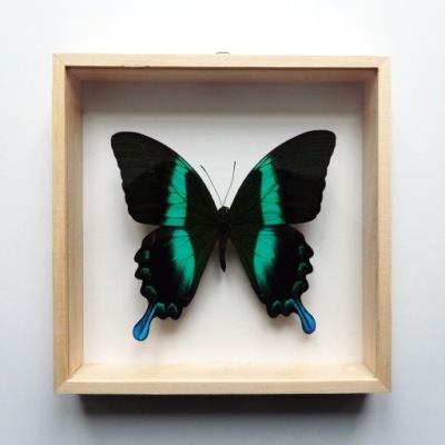 motyl w gablotce 16x16 Papilio blumei