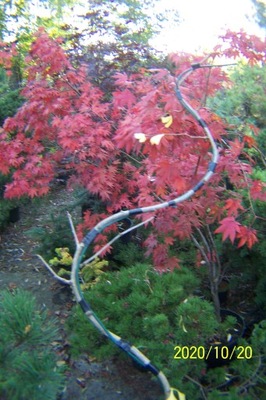 Miłorząb bonsai szczepiony spirala japoński inny