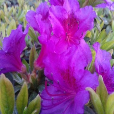 Azalia Japońska BLAUE DONAU Rhododendron