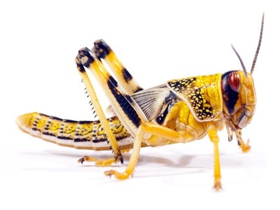 Schistocerca gregaria Szarańcza PUSTYNNA 10 szt