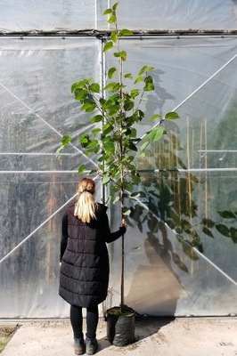 DAWIDIA CHIŃSKA (INVOLUCRATA) CHUSTECZKOWE DRZEWO