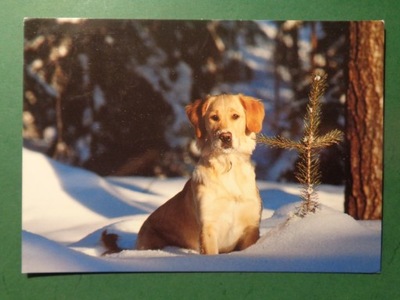 pies GOLDEN RETRIEVER - obieg Szwecja