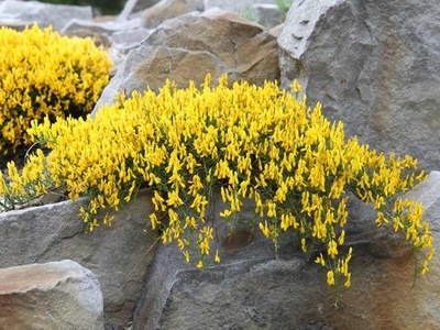 Janowiec lidyjski | OKRYWOWY Kwitnący Obficie C2