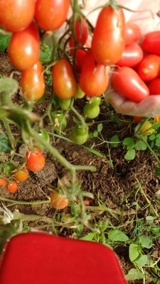 Pomidor MALINOWY SMACZEK KoktajlPychota wysokoros SOLANUM L przedsprzed24