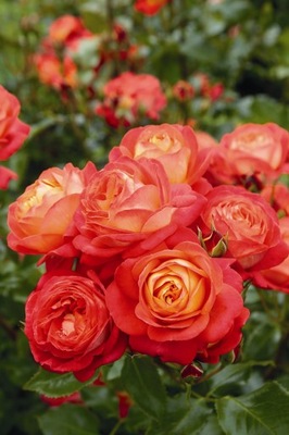 Róża Nostalgiczna MIDSUMMER Piękne Kwiaty DONICZKA C5