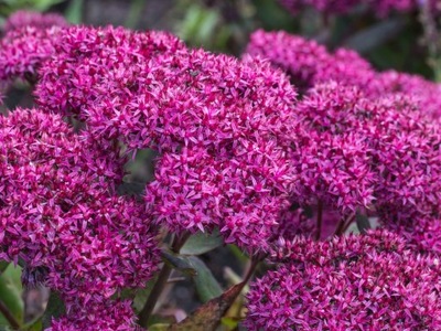 Paraméterek, termékleírás - 'Mr Goodbud' MEGA PALÁNTA 3 L