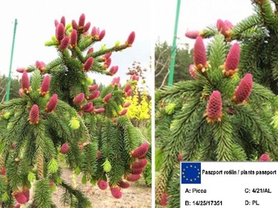 Świerk Pospolity 'Picea' ACROCONA