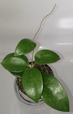 HOYA HOJA pottsii