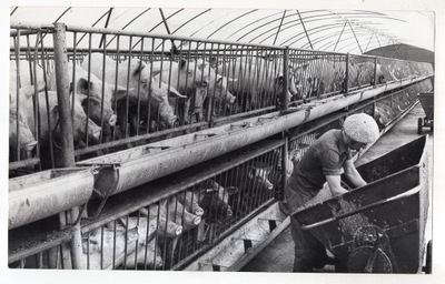 Stare Rybitwy k Lipno Włocławek - Ferma Trzody - Kwiatkowski - FOTO 1979