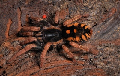 Hapalopus sp. guerilla (SpidersForge)