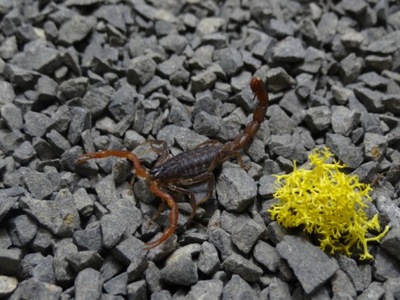 SKORPION JANALYCHAS TRICARINATUS I2