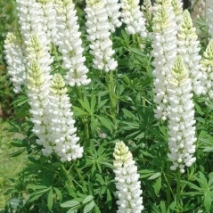 Lupinus Łubin Trwały Biały