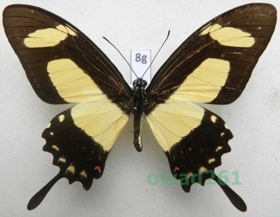Papilio torquatus Cramer, 1777 Peru 82mm8g
