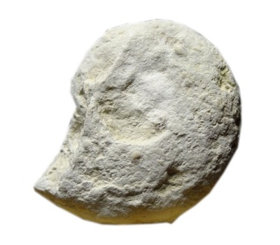 PA17- AMONIT SKAMIENIAŁOŚĆ Z OKSFORDU (JURA) 163-157 milionów lat temu