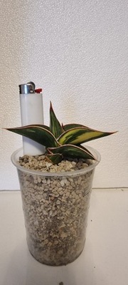 Sansewieria Sansevieria Rorida Variegata KOLEKCJONERSKA