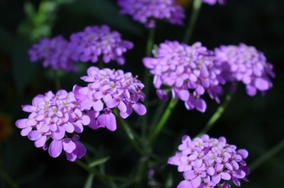 Ubiorek wieczniezielony 'Absolutely Amethyst' (iberis sempervirens) C1