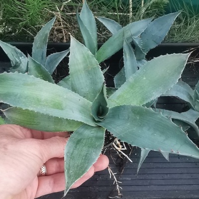 Agave Ovatifolia Frosty Blue mrozoodporna super rzadki Kolorowy Sukulent