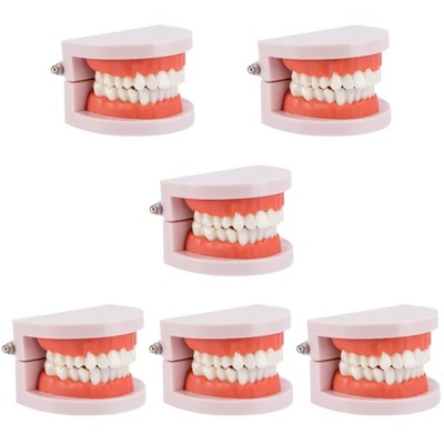 Modele zębów dla studentów stomatologii uczących dzieci