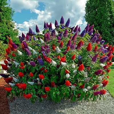 BUDLEJA TRÓJKOLOROWA TRICOLOR ZESTAW 3 SADZONEK BUDDLEJA DAWIDA TRZY KOLORY