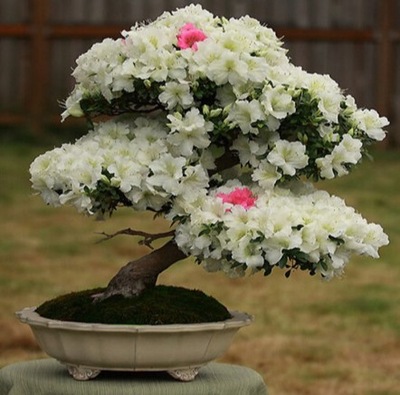 azalia biała bonsai - nasiona