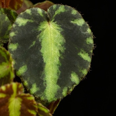 Begonia CLEOPATRA aksamitne liście MALUCH