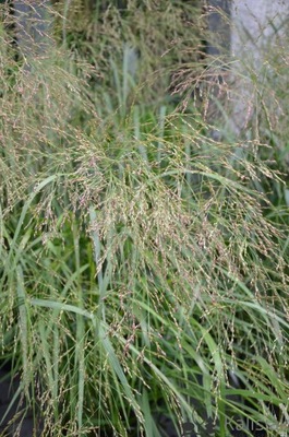 Panicum virgatum 'Rehbraun' Proso rózgowate 3L