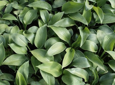 Funkia Hosta Blue Angel ogromne liście