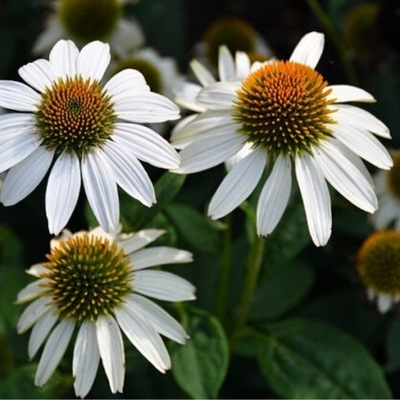 Jeżówka Biała (Echinacea purpurea 'Alba') w Doniczce 2L