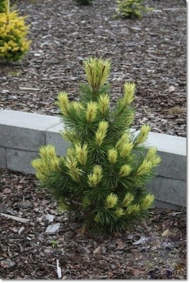 Pinus mugo 'Misty' - Unikat !!!