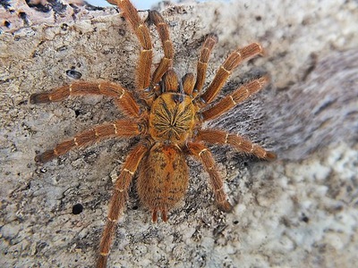 Pterinochilus murinus samiec (SpidersForge)