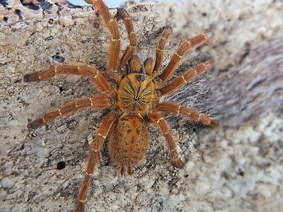 Pterinochilus murinus usambara (SpidersForge)