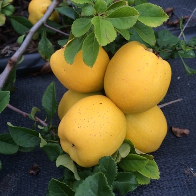 PIGWOWIEC japoński DONICZKA sadzonki pigwa na nalewki MOC WITAMIN