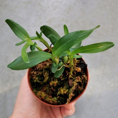 RZADKOŚĆ STORCZYK Maxillaria sophronitis - wiwarium