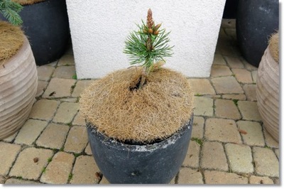 Pinus aristata 'Aurea Vanc' - rarytas !!!