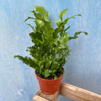 Paprotka Asplenium Nidus Campio Paproć 35 cm