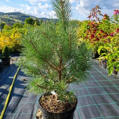 Sosna Watereri doniczka 5l